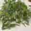 5 styck Ulliga Ulla, Tradescantia sillamontana