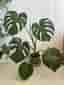 Monstera Deliciosa