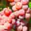 Vitis Canadice Seedless zon 1-4