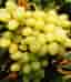 Vitis Harold zon 1-3