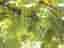 Vitis Vandal Cliche zon 1-5