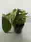Epipremnum aureum marble queen