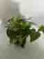 Epipremnum aureum marble queen
