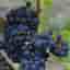 Vitis Cabernet Cantor 1-3 (4)