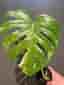 Monstera Thai Constellation