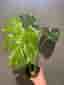 Monstera Thai Constellation