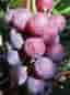 Vitis Lutti zon 1-4