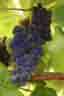 Vitis Mars Seedless zon 1-4
