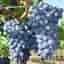 Vitis Nero zon 1-3