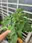 Tomatplanta Superbunny