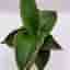 En fin planta / Sansevieria Ehrenbergii Samurai Agave
