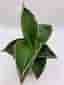 En fin planta / Sansevieria Ehrenbergii Samurai Agave