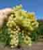 Vitis Romulus Seedless zon 1-3