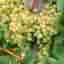 Vitis Solaris zon 1-3