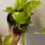 Neon Pothos växt