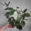 Hoya Australis Lisa
