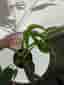 Monstera burle Marx flame