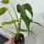 Monstera burle marx flame