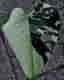 Monstera Deliciosa Larg form blue mint noid variegata
