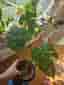 Monstera Thai Constellation - Liten planta