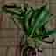 -XL- *RARITY* Monstera Deliciosa 'Unniiae'
