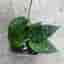 Hoya parastica Black Margine