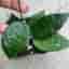 Hoya parastica Black Margine