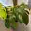 Monstera Mint Large Form – till salu 🌿
