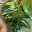 Monstera Mint Large Form – till salu 🌿