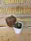 Syngonium Orm Nak Red