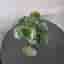 Pilea Peperomioides (Pancake Plant)