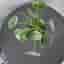 Pilea Peperomioides (Pancake Plant)