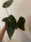 Anthurium Clarinervium