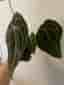 Anthurium Clarinervium