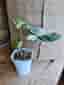 Syngonium Albo Variegata
