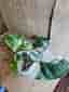 Syngonium Albo Variegata