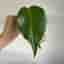 Monstera burle marx flame