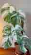 Monstera Albo