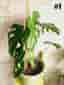 Monstera Deliciosa - 12 st växter inkl krukor!