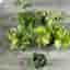 5 olika rankor Scindapsus stora planta