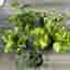 5 olika rankor Scindapsus stora planta