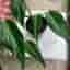 Monstera burle marx flame