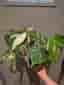 Monstera Albo Variegata – 3 välrotade plantor i samma kruka