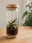 Handgjort terrarium med levande mossa