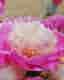 Pion
