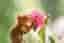 Pion