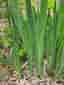 Gul svärdslilja - Iris pseudacorus