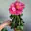 Hibiskus