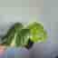 Monstera Thai Constellation