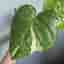 Monstera Thai Constellation
